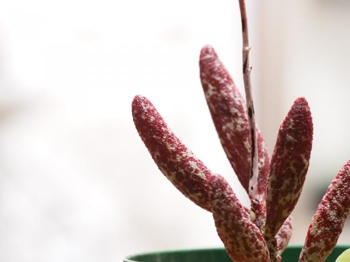 多肉群生柠檬玫瑰,花鹿水泡多肉