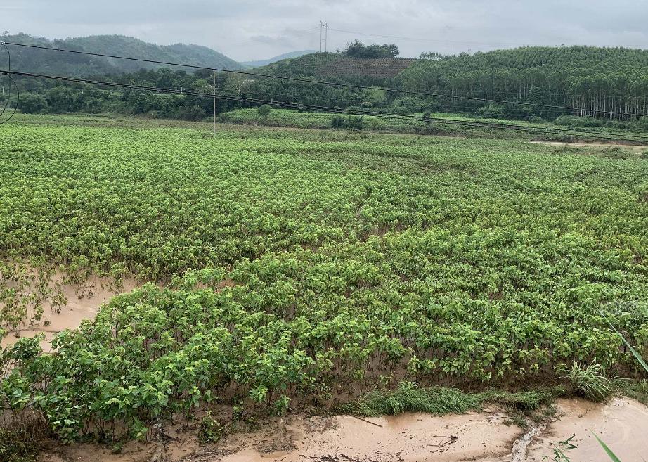 影响桑树生长的病害,涝害对植物的危害包括