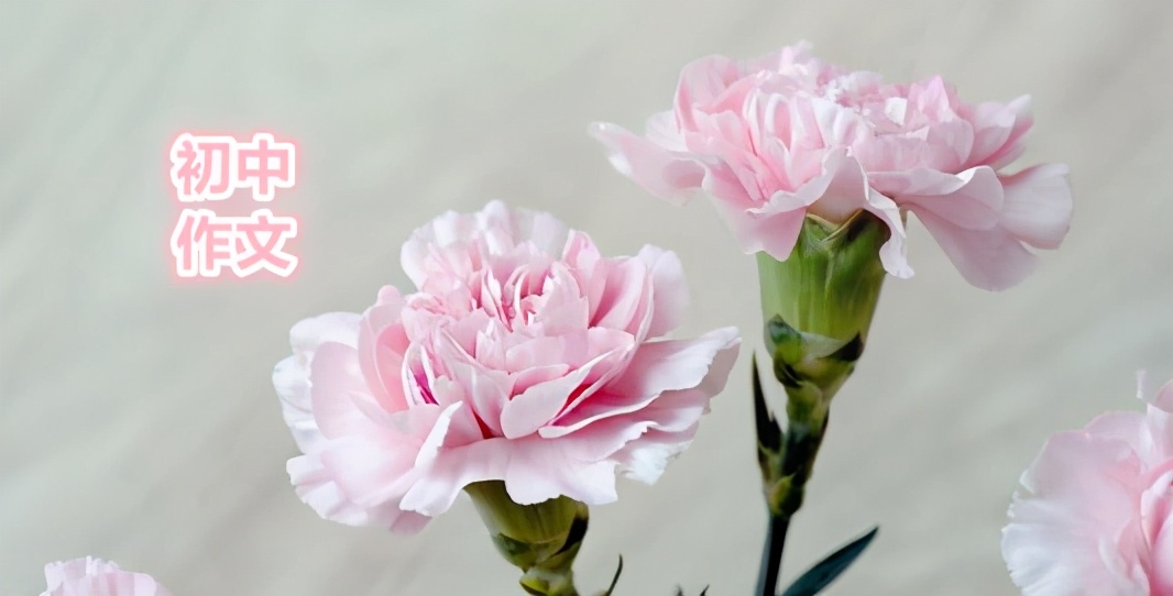 描写康乃馨的优美作文,康乃馨作文300字