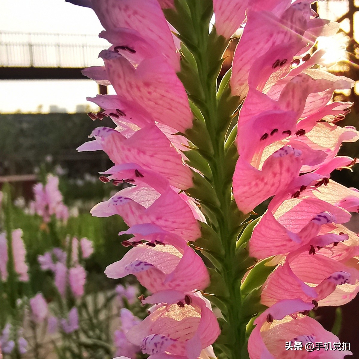 手机拍照逆光解决方法,手机拍照逆光怎么避免过曝