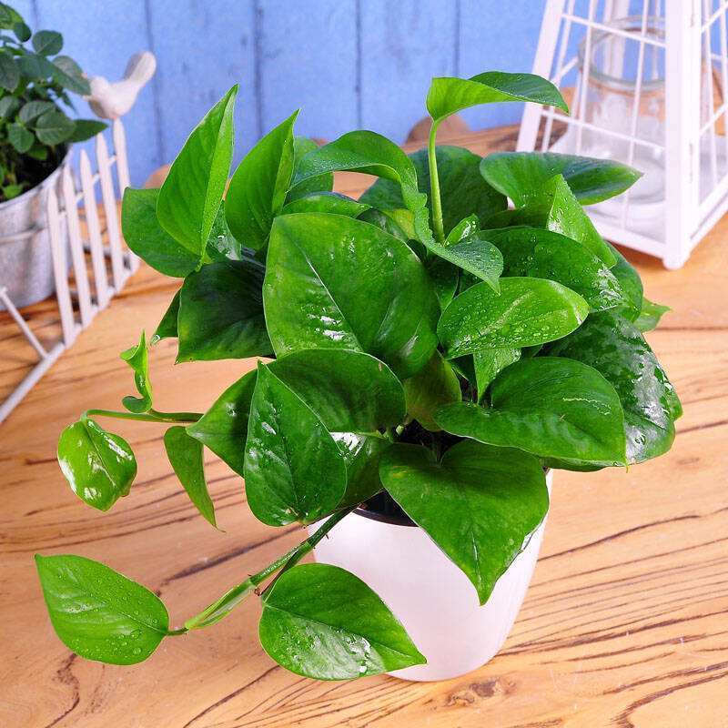 绿萝发黄发蔫不精神怎么办,绿萝叶片发黄怎么处理视频