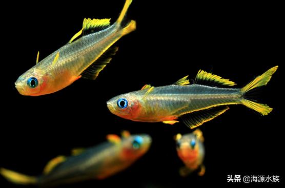 什么鱼适合新手来养呢？我来为你一一道来