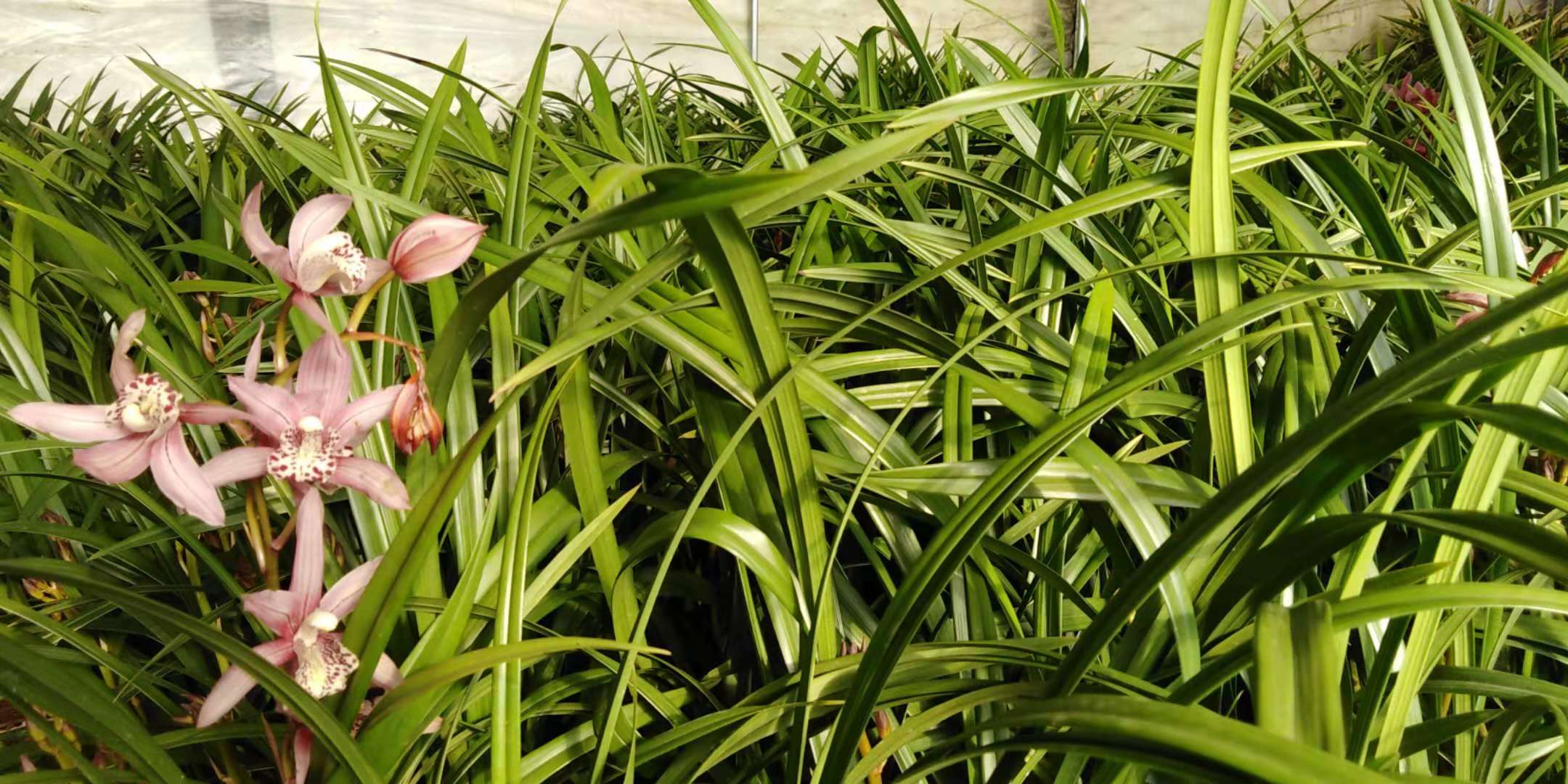 沈阳花卉市场扔花的地方,沈阳花卉市场