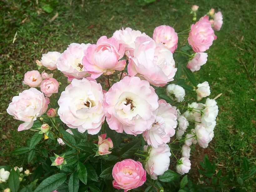 横琴相思瀑布要门票吗,相思瀑布珠海附近景点