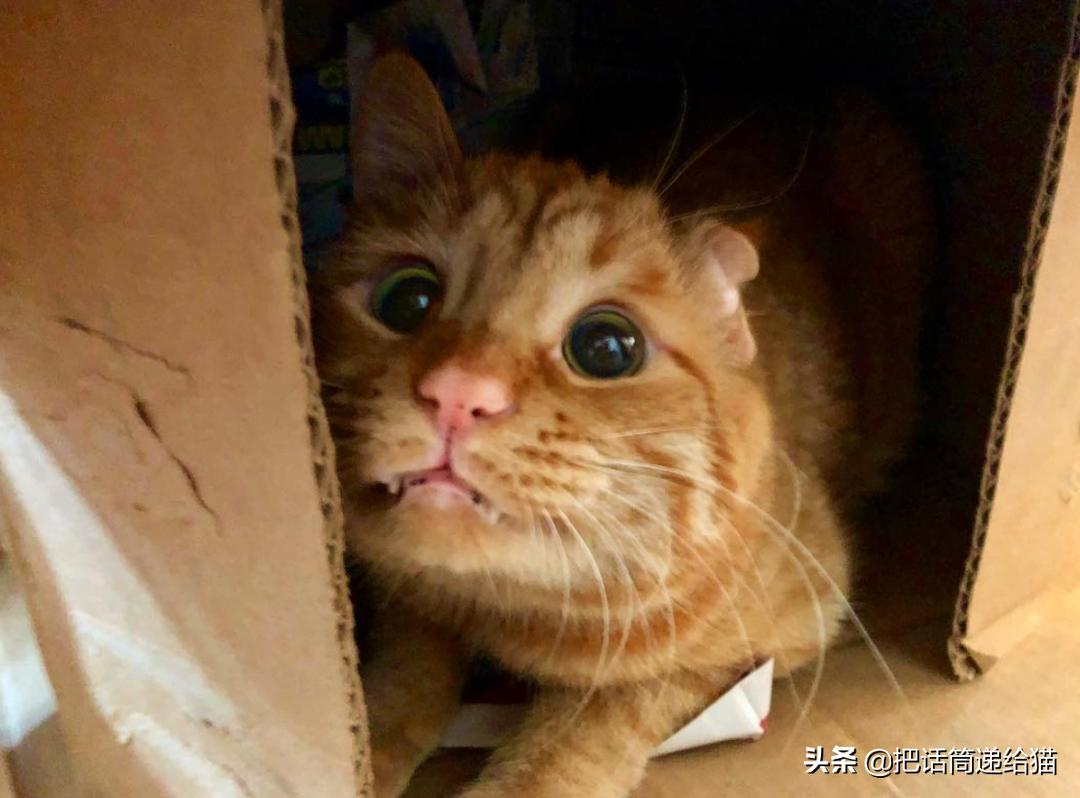 被弃养了一次的猫,从病魔中救回的猫脱离安乐死