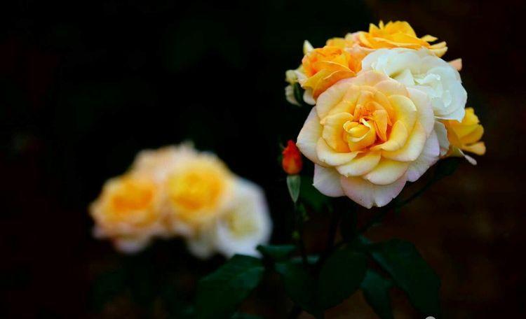 临颍：摄影家大咖走进三高，现场传授摄影秘籍