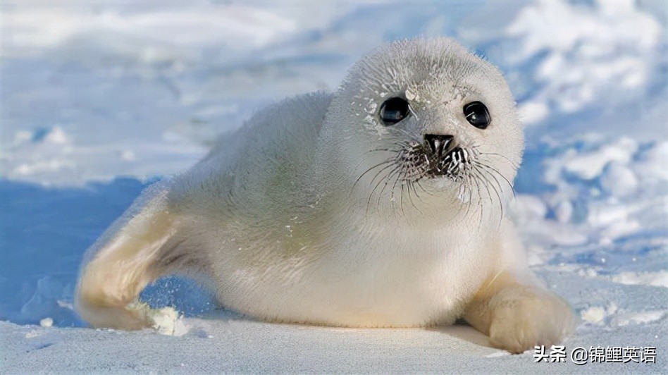 2022年中考英语试卷锦州,2020年锦州英语中考模拟