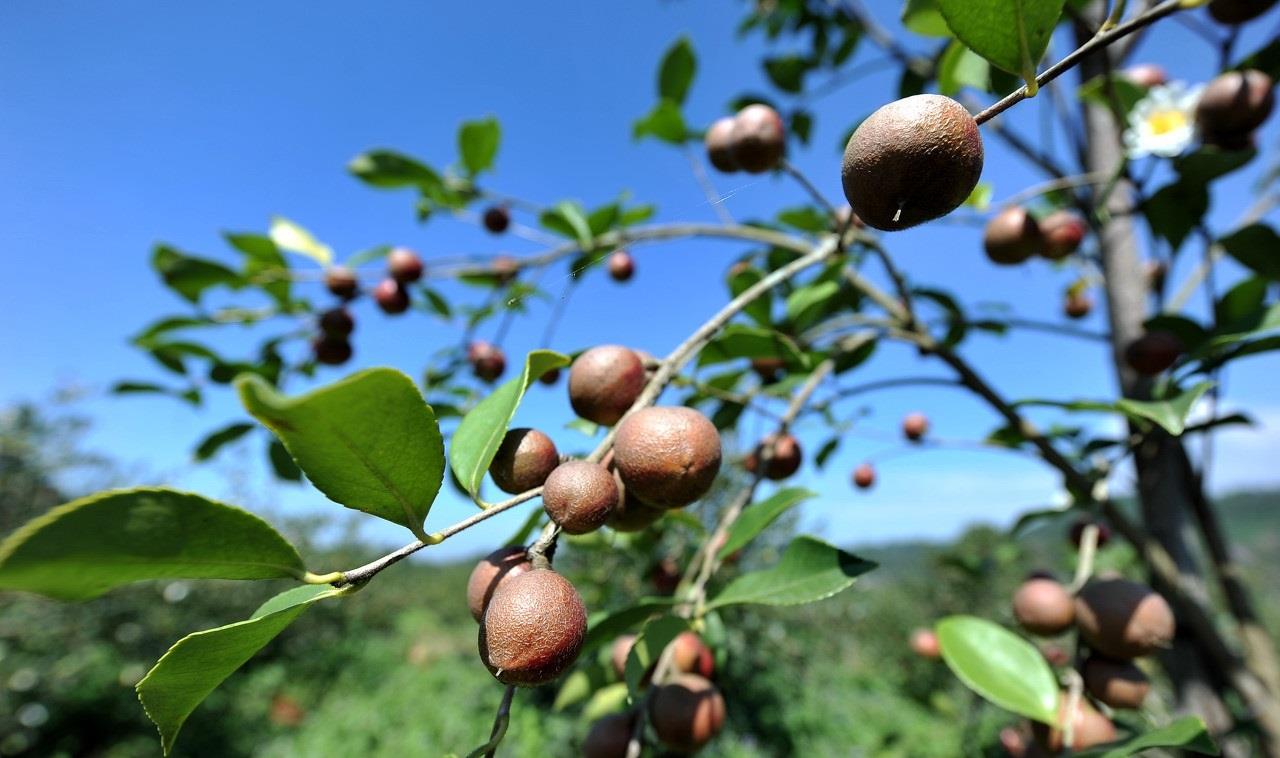 山茶油卖500元一斤,野生山茶油哪里最便宜