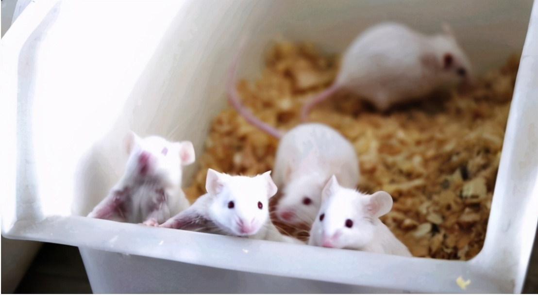 中国科学家成功让公鼠怀孕新闻,男人真的能生孩子了吗