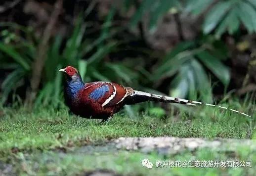 腾冲樱花谷景区,腾冲樱花谷12月份有樱花吗