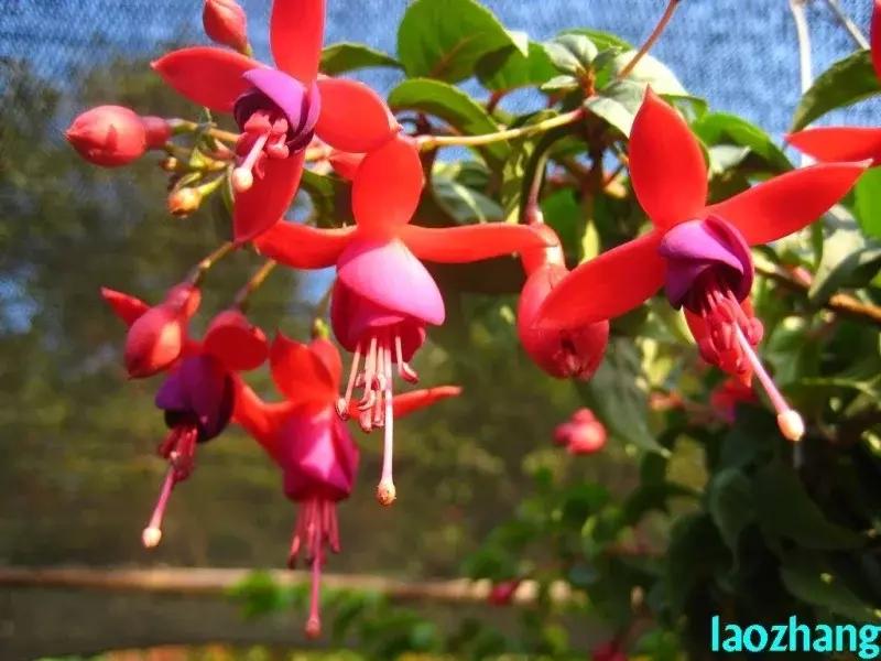 惊艳倒挂金钟,惊艳倒挂金钟图片