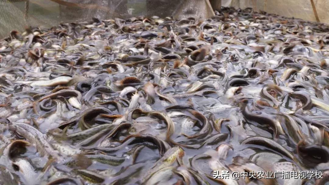 【农广天地】滑溜的财富抓起来