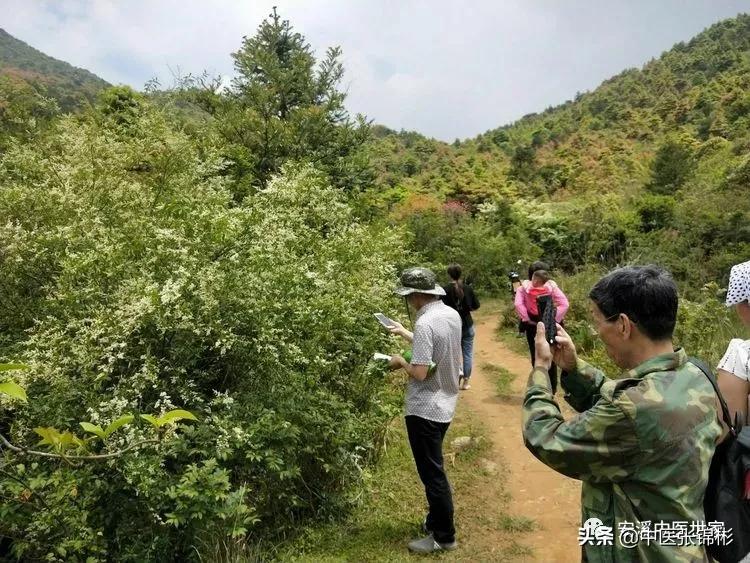 认识身边的中药材,认识中医寻找身边的中药