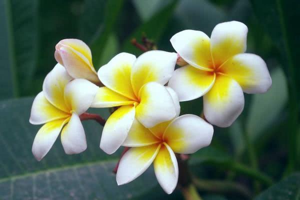 菊花是我国十大名花,菊花是国家的什么名花