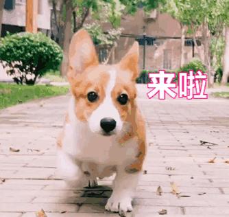 你了解小短腿柯基吗？很多人都对柯基有误解，你可能也中招了