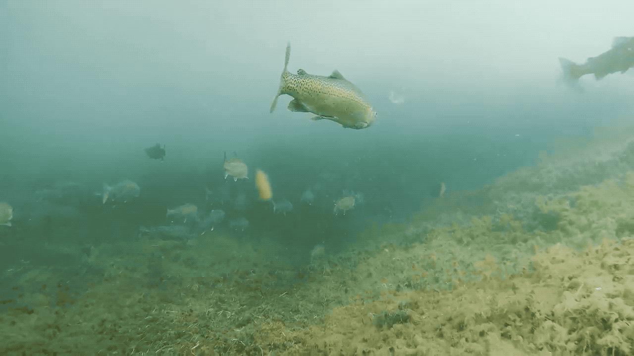 潜行多睿水下无人机评测,潜行多睿潜水测评
