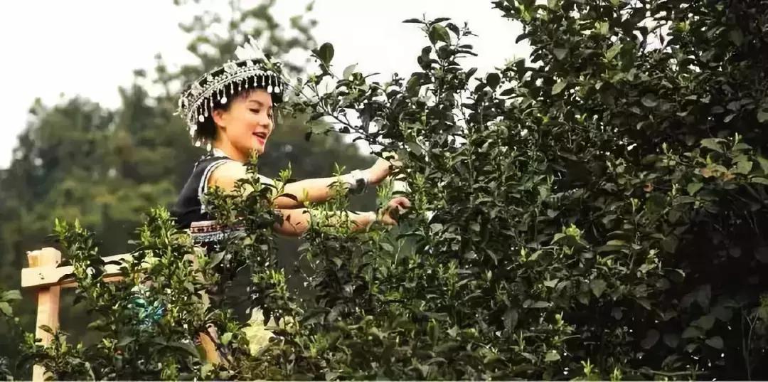 出口欧洲茶叶公司,出口欧洲茶企业