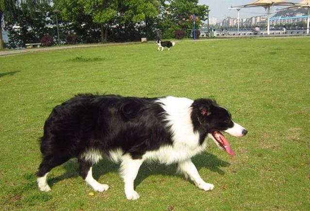 边境牧羊犬掉毛了怎么办,边境牧羊犬毛怎么打理