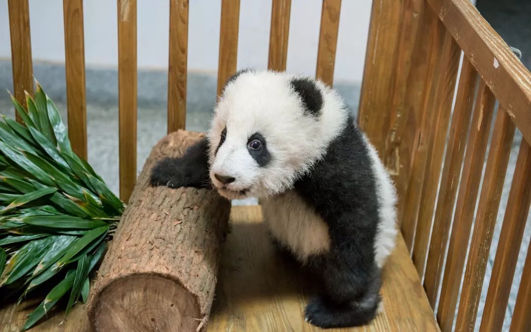 影响大熊猫生存的自然条件,大熊猫在野外怎么过冬