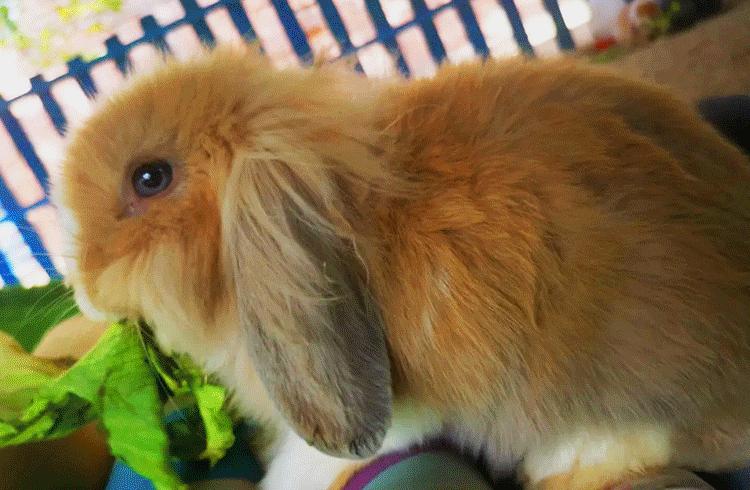 北京青龙湖湿地公园最新消息,北京青龙湖湿地公园现在开放吗