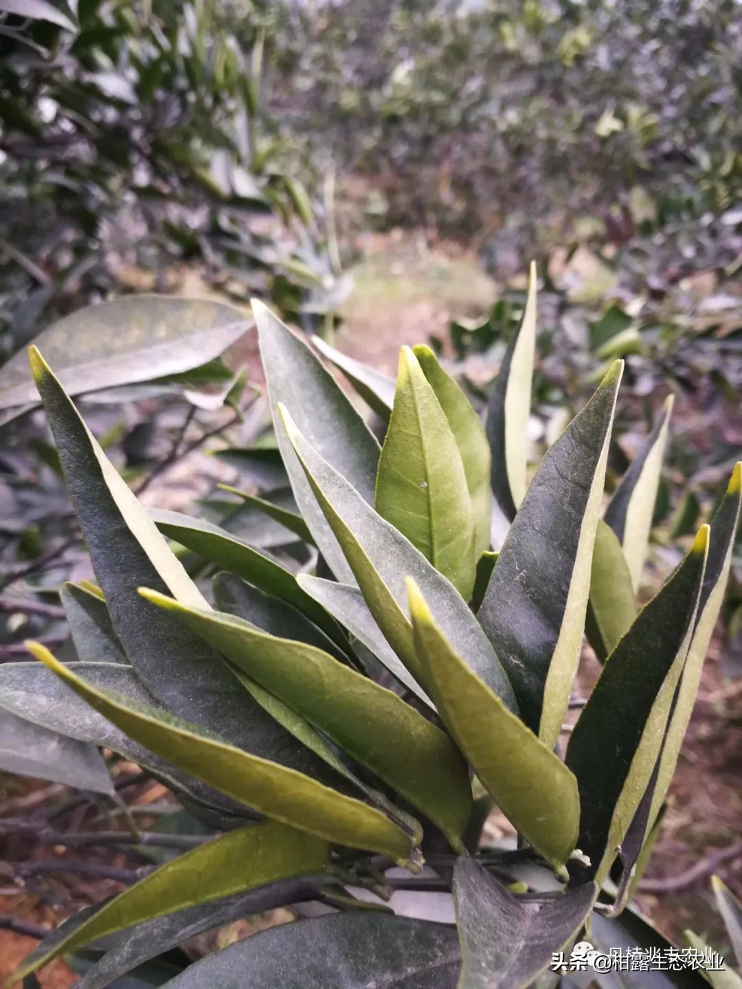 缺氮缺磷缺钾的表现,缺氮缺磷缺钾会怎么样