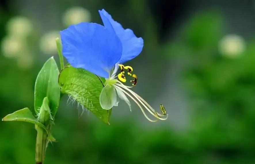 50种·蓝紫色系植物,尊享高贵典雅浪漫的视觉盛宴