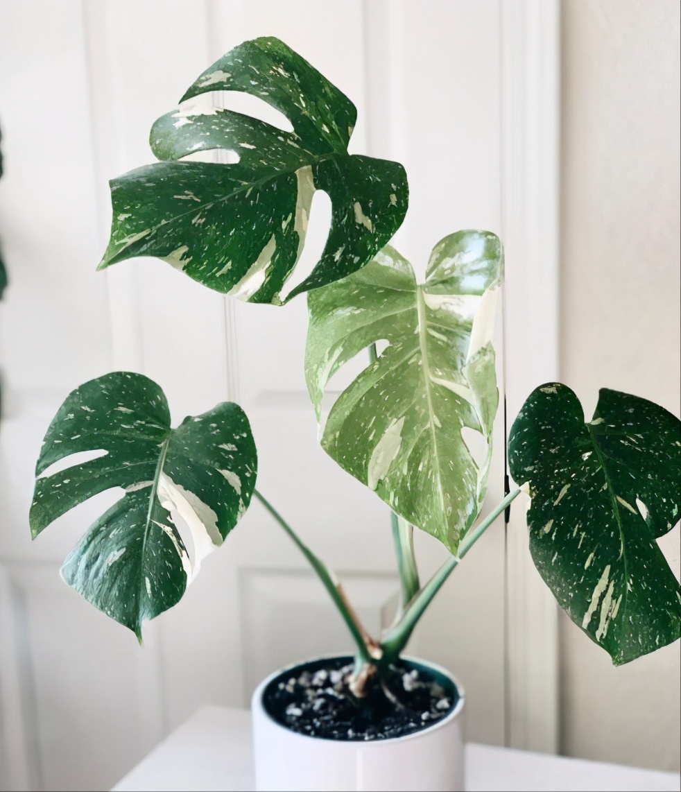 极简风格绿植店铺推荐,适合在卧室养的植物店铺