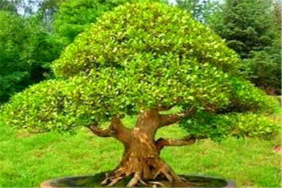 黄杨盆景怎么养才能养好,养盆景诀窍想知道吗