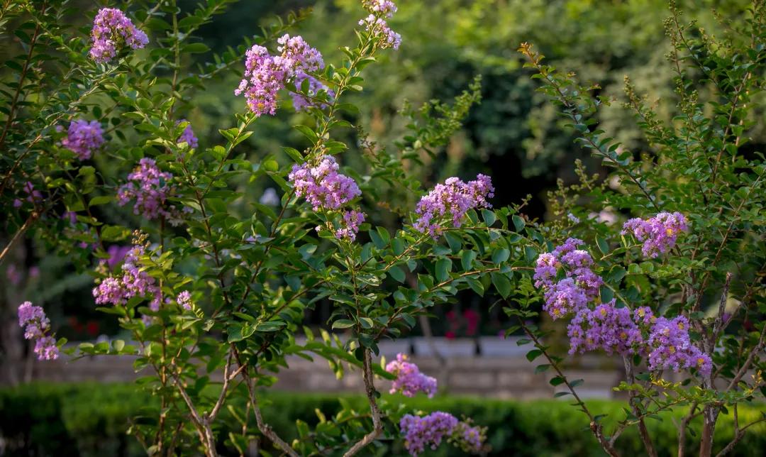 在济南花式避暑，一见“清”心！只需一瞥，便足以把酷夏原谅…