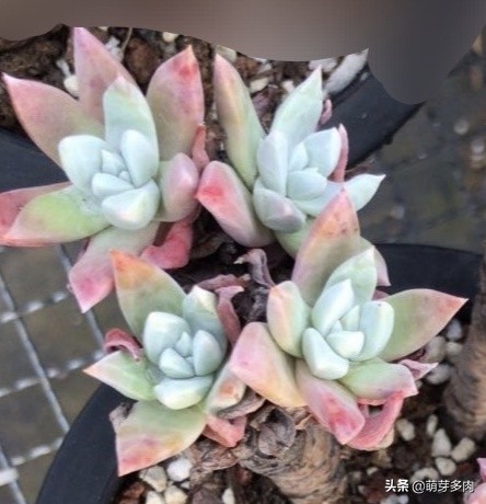 多肉仙女杯为什么越养越细,白菊和仙女杯多肉的区别
