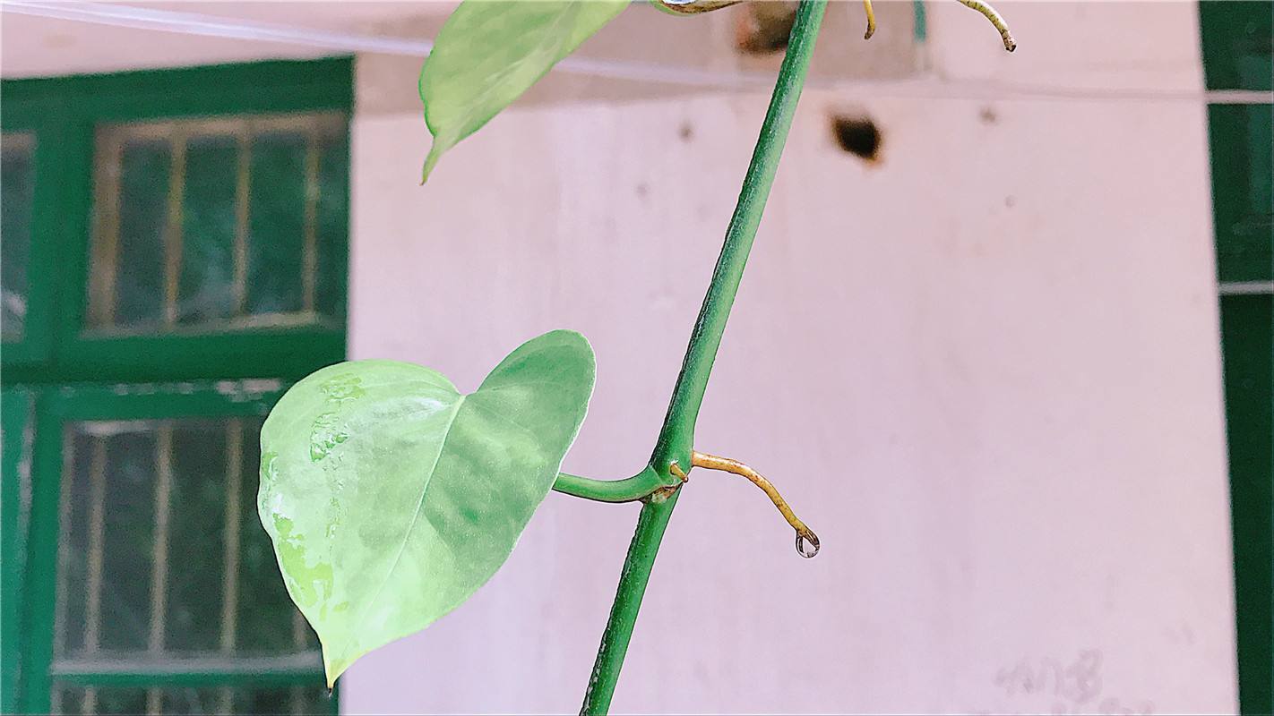 绿萝气生根,绿萝气生根快速长藤