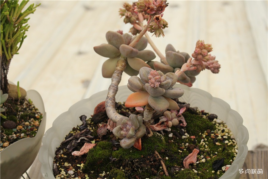 多肉青苔铺面,多肉各种铺面