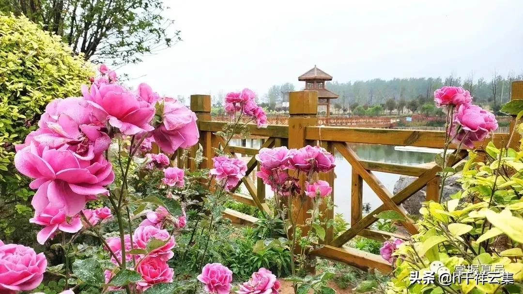 我的家乡商丘夏邑,夏邑又多一处美景有山有水还有花