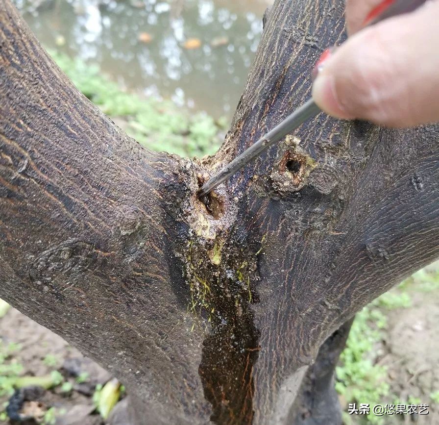 柑橘天牛危害案例,氯氰敌百虫治柑橘树干上天牛