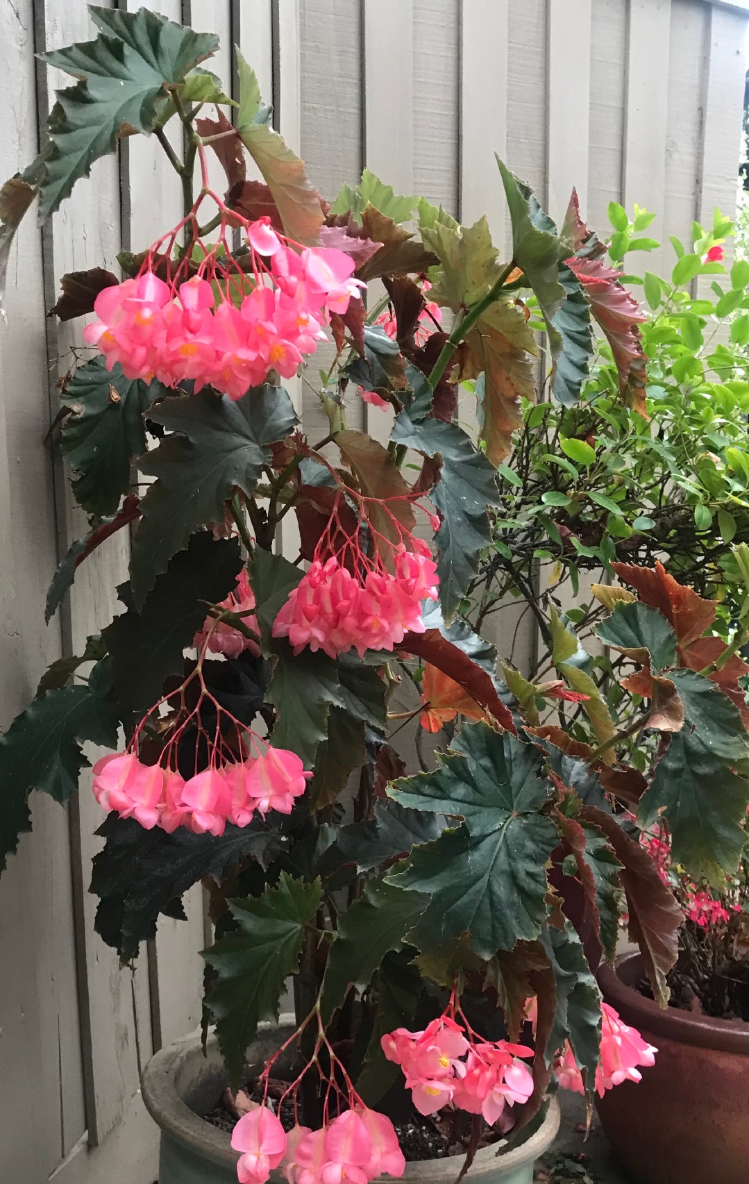 四季开花的盆栽竹节海棠怎么样,竹节海棠怎么养才能快速开花