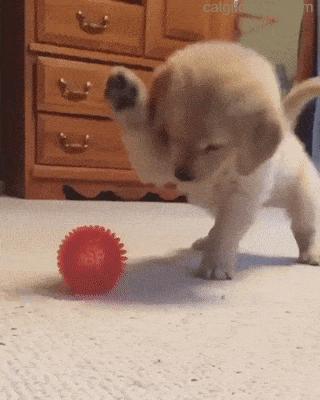 小狗刚到家一直叫能打吗,小狗被凶了就听话了