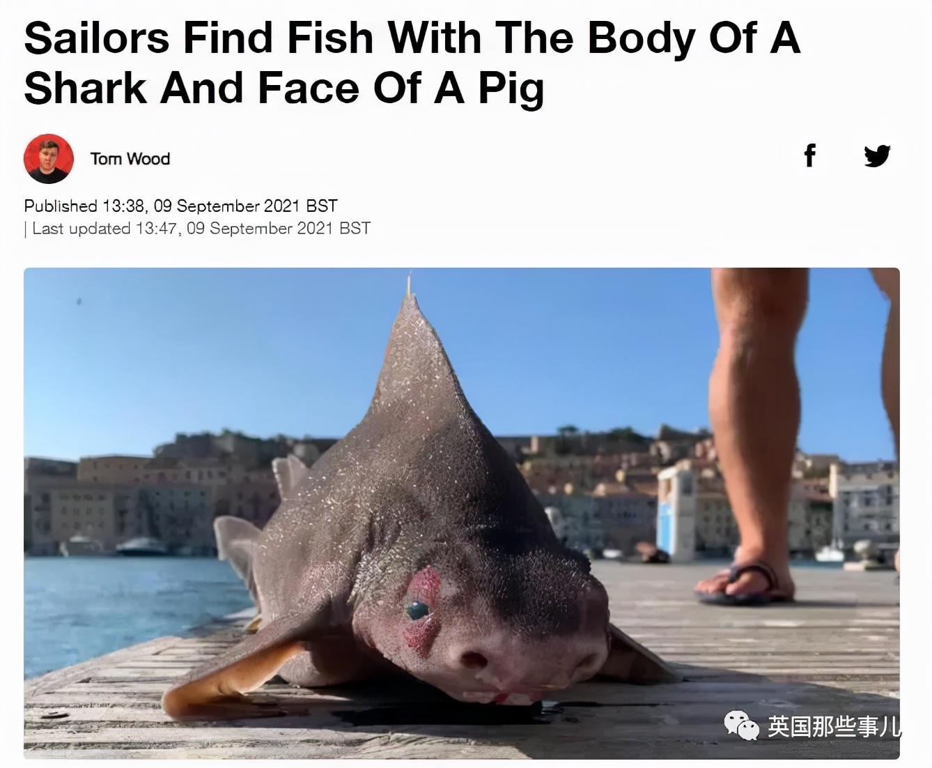 鲨鱼身体，猪猪的脸？意大利船员，打捞到了一只猪脸鲨鱼...