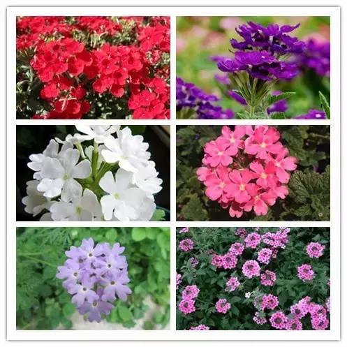 史上最全的花卉介绍，认识超过30种以上绝对是大神