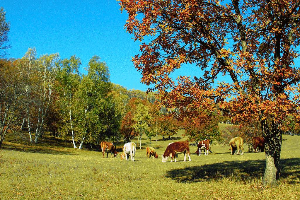 七月份去坝上,7月份去坝上会下雨吗