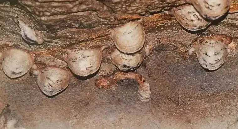 燕窝的故事大全视频,燕窝相关的故事