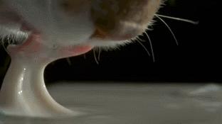 猫咪舌头上的“倒刺”其实是吸管？