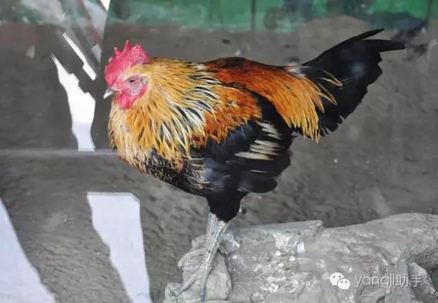 怎么样才能知道土鸡是什么样的,如何知道土鸡缺少什么营养