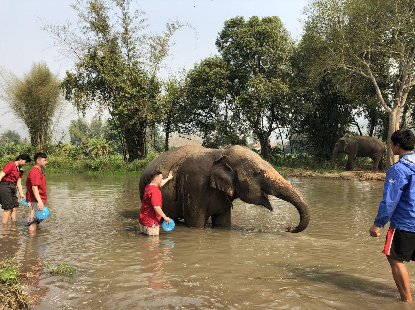 清迈大象义工,清迈大象救助营