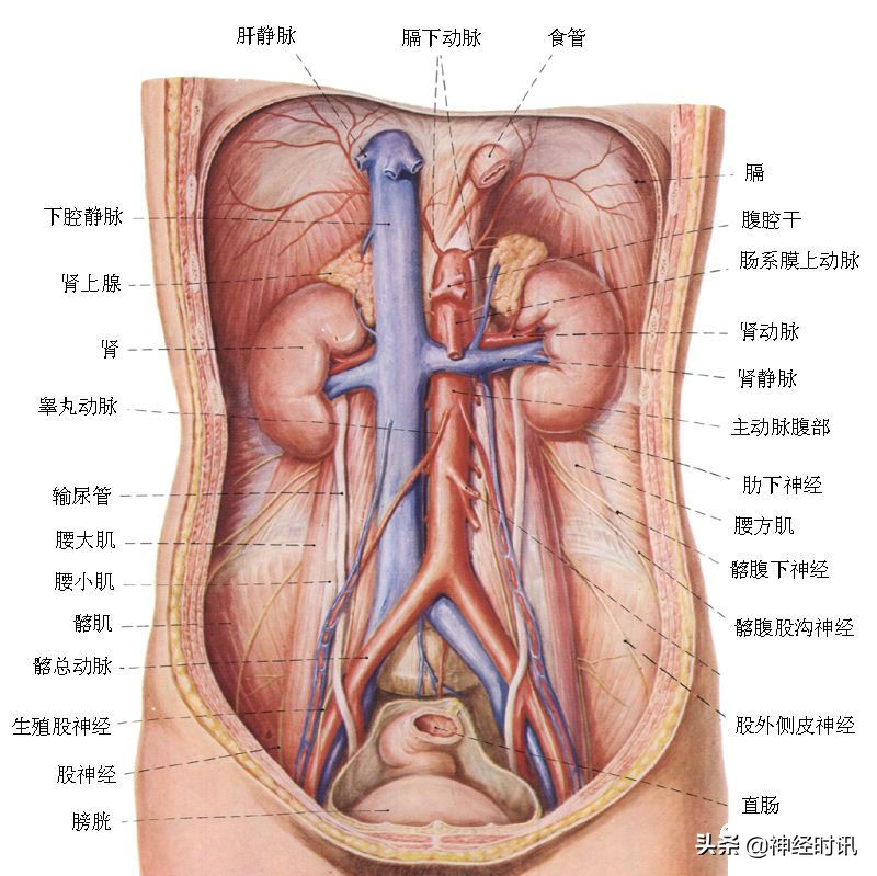 肾脏输尿管膀胱前列腺结构,肾输尿管膀胱解剖示意图