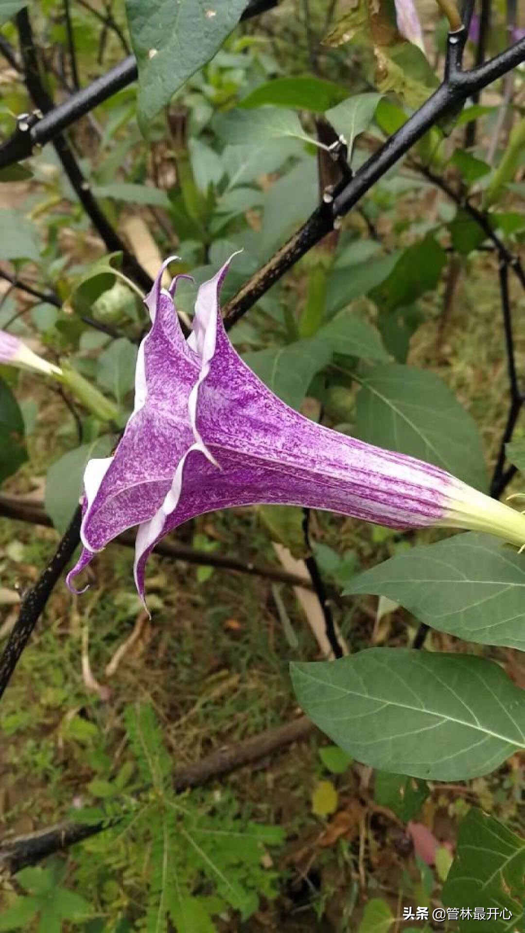 山茶花也叫什么花,山茶花又叫曼陀罗