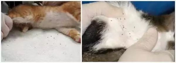 关于EGC身为铲屎官的你知多少？各种皮肤病都可能是EGC！