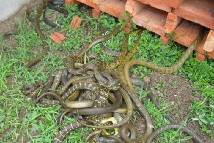 蛇类养殖如何避免蛇吃蛇,蛇类养殖