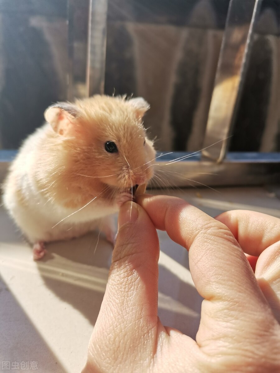 仓鼠新手养什么品种,最适合新手养的仓鼠排行