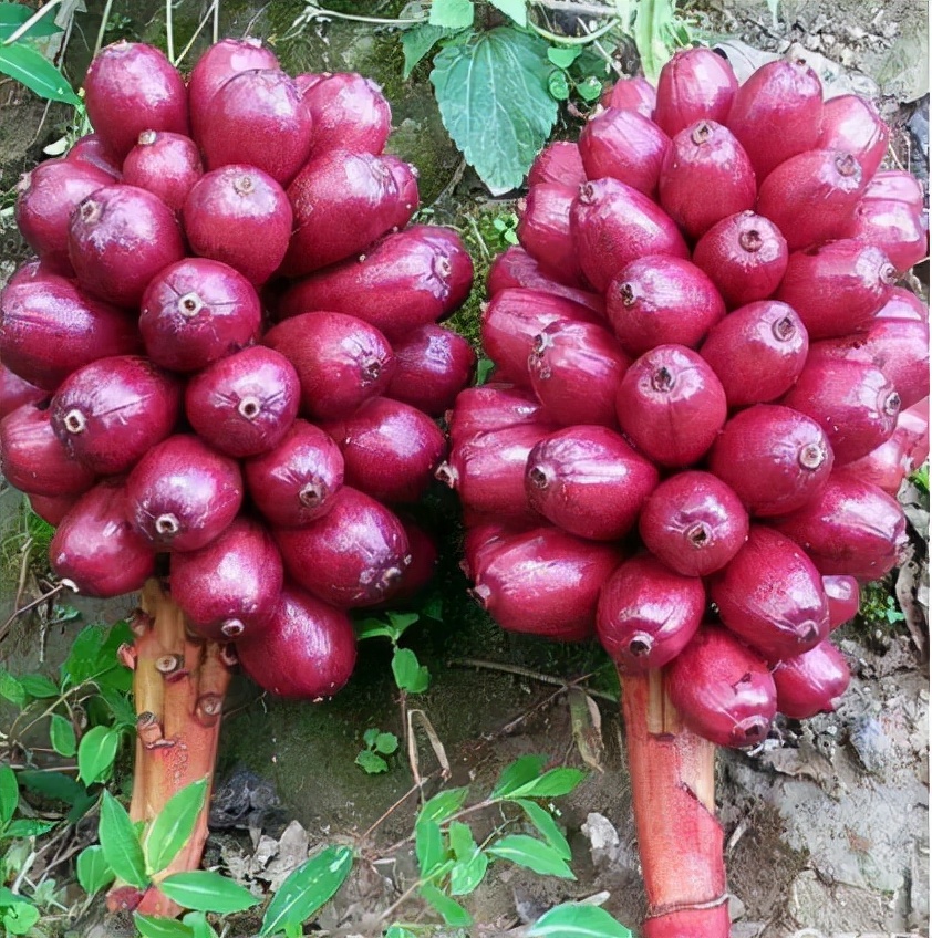 草果：调料界的“背锅侠”，常被误认成*粟罂**，1斤35元南方才有种