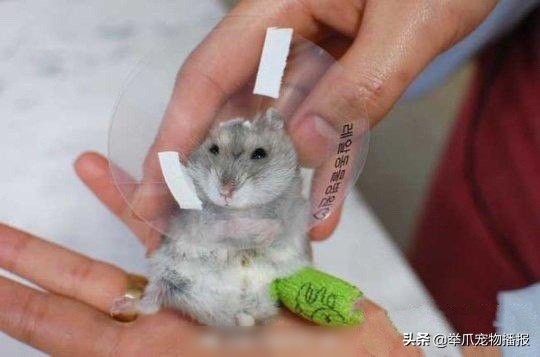 被萌化了的小动物,萌化了被宠物治愈的瞬间